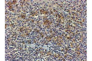 ABIN185362 (4µg/ml) staining of paraffin embedded Human Tonsil.