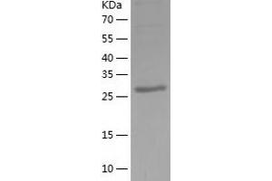 Western Blotting (WB) image for Bartter Syndrome, Infantile, with Sensorineural Deafness (Barttin) (BSND) (AA 54-320) protein (His-IF2DI Tag) (ABIN7121974)