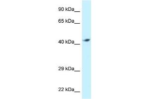 WB Suggested Anti-ATP6V1C2 Antibody Titration: 1. (ATP6V1C2 anticorps  (C-Term))