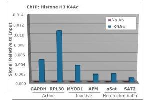 Chromatin Immunoprecipitation of Rabbit Anti-Histone H3 [ac Lys4] Antibody.