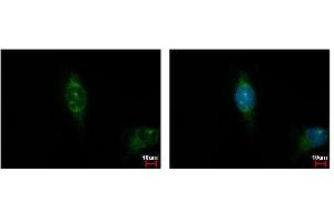 ICC/IF Image Casein Kinase 1 alpha 1L antibody detects CSNK1A1L protein at cytoplasm by immunofluorescent analysis. (CSNK1A1L anticorps)