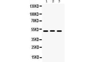 Anti- BMP-5 Picoband antibody, Western blottingAll lanes: Anti BMP-5  at 0. (BMP5 anticorps  (C-Term))