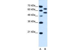 Western Blotting (WB) image for anti-Nucleotide Exchange Factor SIL1 (SIL1) antibody (ABIN2463991) (SIL1 anticorps)