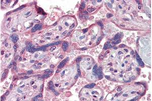 ABIN335143 (5µg/ml) staining of paraffin embedded Human Placenta. (IFNAR2 anticorps  (Internal Region))