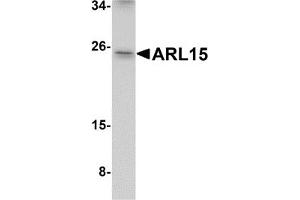 Western Blotting (WB) image for anti-ADP-Ribosylation Factor-Like 15 (ARL15) (Middle Region) antibody (ABIN1030866) (ARL15 anticorps  (Middle Region))