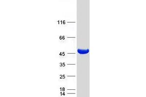 Validation with Western Blot (MVK Protein (Transcript Variant 1) (Myc-DYKDDDDK Tag))