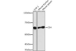 Western blot analysis of extracts of various cell lines, using CD4 antibody (ABIN3022124, ABIN3022125, ABIN3022126 and ABIN6218611) at 1:1000 dilution. (CD4 anticorps  (AA 300-400))