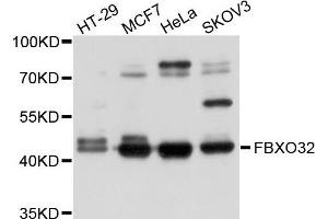 Western blot analysis of extracts of various cell lines, using FBXO32 antibody. (FBXO32 anticorps)