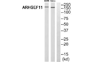 Western blot analysis of extracts from A549 cells and COLO 205 cells, using ARHGEF11 antibody. (ARHGEF11 anticorps  (N-Term))