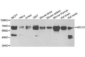 Western blot analysis of extracts of various cell lines, using NR2C2 antibody. (TR4 anticorps)