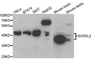 Western blot analysis of extracts of various cell lines, using SH3GL2 antibody (ABIN5973334) at 1/1000 dilution. (SH3G2 anticorps)