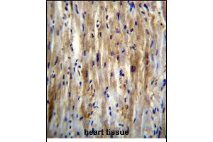 SLC12A7 Antibody (N-term) (ABIN656326 and ABIN2845625) immunohistochemistry analysis in formalin fixed and paraffin embedded human heart tissue followed by peroxidase conjugation of the secondary antibody and DAB staining. (SLC12A7 anticorps  (N-Term))