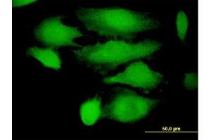 Immunofluorescence of purified MaxPab antibody to TRIM21 on HeLa cell. (TRIM21 anticorps  (AA 1-475))