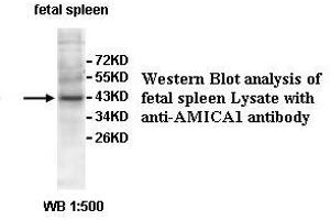 Image no. 1 for anti-Adhesion Molecule, Interacts with CXADR Antigen 1 (AMICA1) antibody (ABIN1574658) (JAML anticorps)