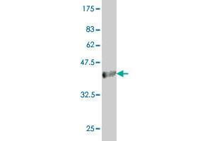 Western Blot detection against Immunogen (36. (Acox2 anticorps  (AA 582-681))