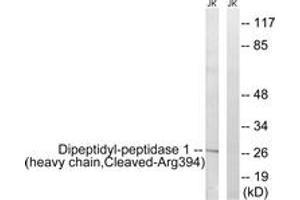 Western Blotting (WB) image for anti-Cathepsin C (CTSC) (AA 345-394), (Cleaved-Arg394) antibody (ABIN2891193) (CTSC anticorps  (Cleaved-Arg394))