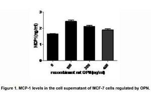 Osteopontin (OPN), a multifunctional phosphorylated glycoprotein, plays an important role in neutrophil recruitment and was found to induce the expression of proinflammatory chemokines including MCP-1 and MIP-1β which promote migration and recruitment of inflammatory cells.