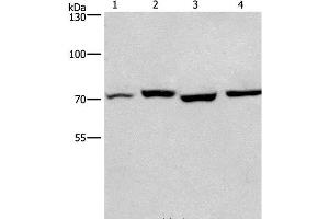 Western Blot analysis of Human fetal liver and Mouse stomach tissue, hela and hepG2 cell using ARNTL Polyclonal Antibody at dilution of 1:450 (ARNTL anticorps)