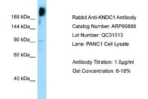 Western Blotting (WB) image for anti-Kinase Non-Catalytic C-Lobe Domain (KIND) Containing 1 (KNDC1) (C-Term) antibody (ABIN2788617)
