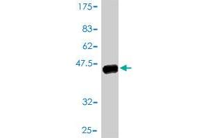 Western Blot detection against Immunogen (42.