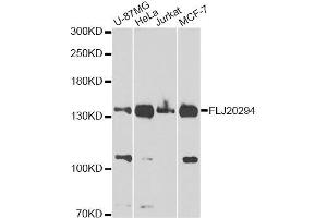 Western blot analysis of extracts of various cell lines, using FLJ20294 Antibody.