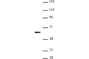 SETD7 / SET7 (pAb) tested by Western blot. (SETD7 anticorps)