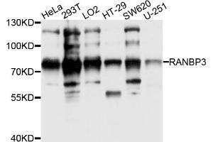 Western blot analysis of extracts of various cell lines, using RANBP3 antibody (ABIN5995667) at 1/1000 dilution. (RanBP3 anticorps)