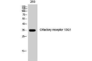Western Blotting (WB) image for anti-Olfactory Receptor, Family 13, Subfamily G, Member 1 (OR13G1) (C-Term) antibody (ABIN3176487) (OR13G1 anticorps  (C-Term))