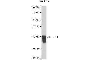 Western blot analysis of extracts of rat liver, using ADH1B antibody (ABIN1870818) at 1:1000 dilution. (ADH1B anticorps)