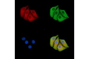 ABIN7096416 and ABIN7100480 staining Hela cells by IF/ICC. (FBXL2 anticorps)