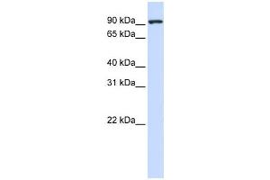 Western Blotting (WB) image for anti-Melanoma Inhibitory Activity Protein 2 (MIA2) antibody (ABIN2458521) (MIA2 anticorps)