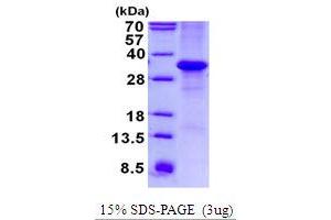 Image no. 1 for Microfibrillar-Associated Protein 4 (MFAP4) protein (His tag) (ABIN1098675)