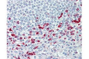 Anti-CD63 antibody IHC staining of human spleen. (CD63 anticorps  (AA 163-190))