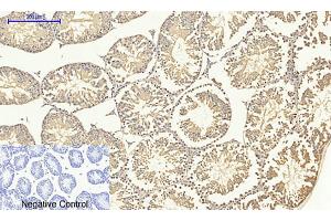Immunohistochemical analysis of paraffin-embedded mouse testis tissue. (SMAD4 anticorps  (AA 40-120))