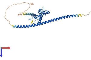 AlphaFold protein structure predicition of Mouse Recombinant Fam76a Protein, UniprotID Q922G2