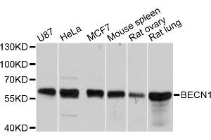 Western blot analysis of extracts of various cell lines, using BECN1 antibody (ABIN5997298) at 1/1000 dilution. (Beclin 1 anticorps)