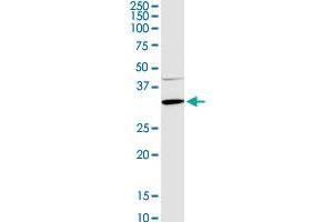 APOA1 MaxPab rabbit polyclonal antibody. (APOA1 anticorps  (AA 1-267))