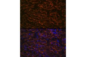 Immunofluorescence analysis of rat placenta cells using CYP26 Rabbit mAb (ABIN7266654) at dilution of 1:100 (40x lens).