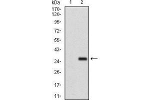 Western blot analysis using FGF4 mAb against HEK293 (1) and FGF4 (AA: 62-123)-hIgGFc transfected HEK293 (2) cell lysate. (FGF4 anticorps  (AA 62-123))