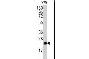 Western blot analysis of anti-PBP Pab (R) in Y79 cell line lysates (35 μg/lane). (PEBP1 anticorps  (N-Term))