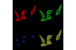 ABIN7096846 and ABIN7100912 staining HepG2 cells by IF/ICC. (RENBP anticorps)