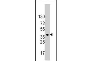 Western blot analysis of HDGF polyclonal antibody  in HeLa cell line lysates (35 ug/lane). (HDGF anticorps  (C-Term))