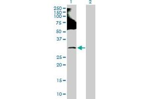 Western Blot analysis of RNF138 expression in transfected 293T cell line by RNF138 MaxPab polyclonal antibody.