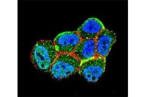 Confocal immunofluorescent analysis of LKB1 antibody with ZR-75-1 cells followed by Alexa Fluor 488-conjugated goat anti-rabbit lgG (green).