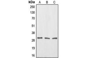 Western blot analysis of Aquaporin 12A expression in HEK293T (A), mouse testis (B), rat kidney (C) whole cell lysates. (Aquaporin 12A anticorps  (C-Term))