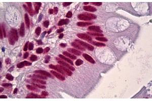 Anti-HNRNPD / AUF1 antibody IHC staining of human small intestine. (HNRNPD/AUF1 anticorps  (AA 49-98))