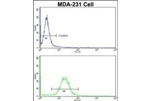 anti-Emerin (EMD) (AA 187-213), (C-Term) antibody