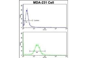Flow cytometric analysis of MDA-231 cells using EMD Antibody (C-term)(bottom histogram) compared to a negative control cell (top histogram). (Emerin anticorps  (C-Term))