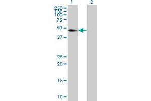 Western Blot analysis of CDC42EP4 expression in transfected 293T cell line by CDC42EP4 MaxPab polyclonal antibody.