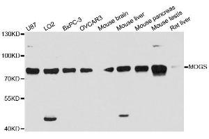 Western blot analysis of extracts of various cell lines, using MOGS antibody.